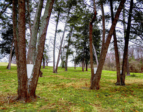 White Pines small framed
